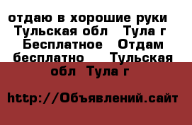 отдаю в хорошие руки - Тульская обл., Тула г. Бесплатное » Отдам бесплатно   . Тульская обл.,Тула г.